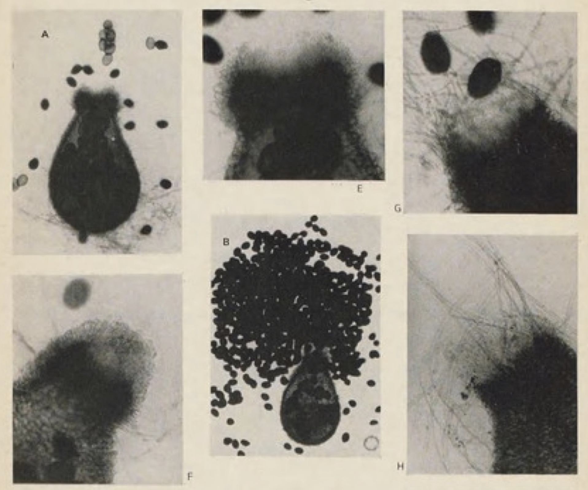 Perithecia and ascospores of <i>Podospora cupiformis</i> by Cailleux (1969).
Source: Museum National d’Histoire Naturelle, Paris.